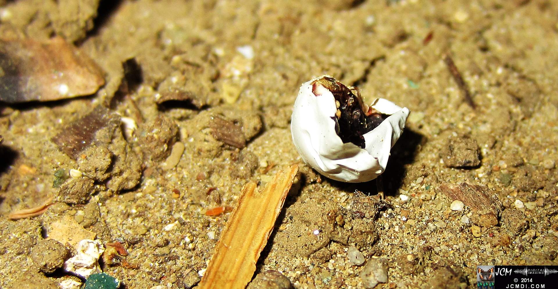 Allens Hummingbird nest and chick 3-16-2014